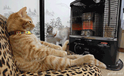 gifak-net:  video: Cute Cat Cozily Sits