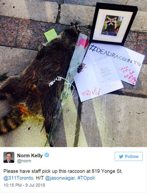 becausedragonage: thewightknight: People in Toronto made a memorial for a dead raccoon after city fo