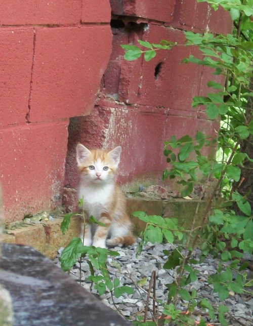 Here’s what I’ve been up to this week, haha.This sweet little momma calico cat showed up