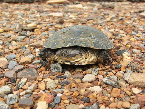 African Helmeted Turtle (Pelomedusa subrufa)…also known as the Marsh Terrapin, or Crocodile Turtle, or the African Side-necked Turtle, the African helmeted turtle is a species of side-necked terrapin that naturally occurs in fresh and stagnant water...