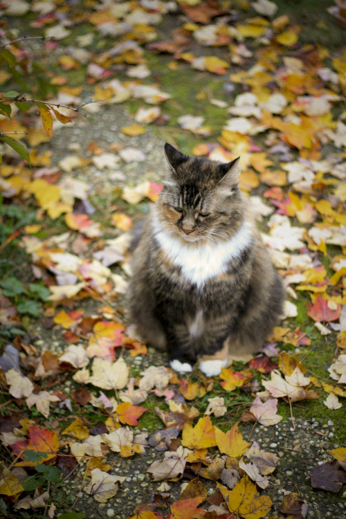 mostlycatsmostly:  (by criana)