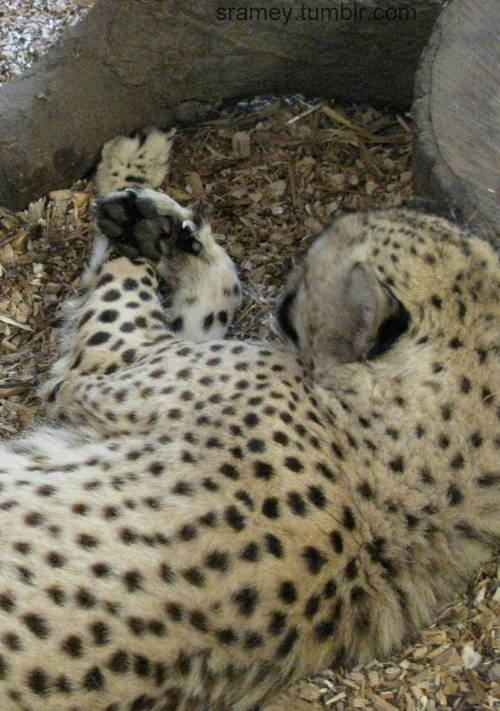 Cheetahs (Acinonyx jubatus) is the most primitive of all big cats. The don’t act like the rest