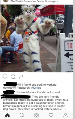 skellydun:  my aunt just discovered furries