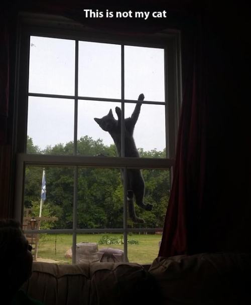 catsbeaversandducks:This Is Not My CatVia Pleated-Jeans.com