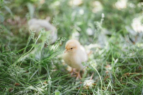 Buff Orpington