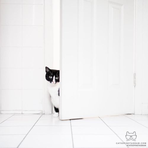 catsofinstagram: From @princesscheeto: “EXCUSE ME. Were you attempting to use the bathroom ALO