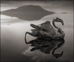 &lsquo;Any Animal That Touches This Lethal Lake Turns to Stone&rsquo; Subhan'Allah!   Lake Natron,Nothern Tanzania.   Photos by: Nick Brandt  Source: http://gizmodo.com/any-animal-that-touches-this-lethal-lake-turns-to-stone-1436606506