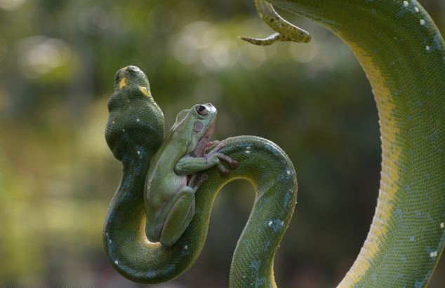 trebled-negrita-princess:  divineapprehension:  nubbsgalore:  tree frog and tree