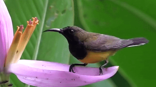  Olive-backed Sunbird “stealing” nectar from Musa ornata flowers, Yc Wee