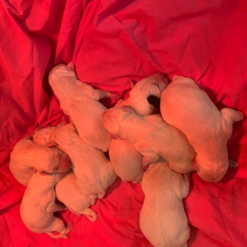 First batch of puppies born! 9 successful puppers— no spots yet :p #dalmatian #dalmationpuppy #dalma