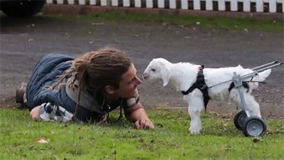 toocooltobehipster:  janedoughxvx:  huffingtonpost:  This baby goat as won the internet