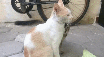 catgifcentral:  Love Me