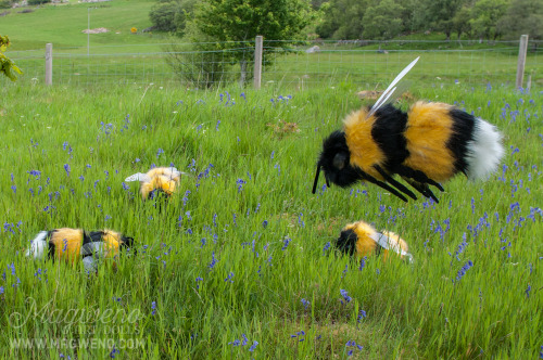sanageyamaa:babytarantula:magweno:GIANT PET BEES NOW AVAILABLE!www.etsy.com/uk/listing/23707