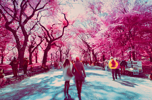 A Change of Seasons, New York (October 2013) Kodak EIR (Infrared)