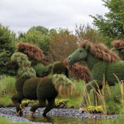 Topiary mustangs