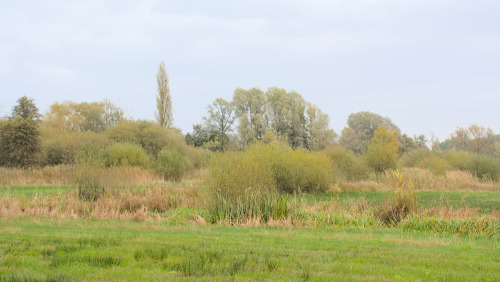 Autumn in bourgoyen nature reserve, Ghent, Belgium