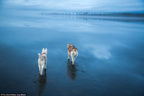 Fox Grom’s dog looks like it is walking on water after rain falls onto frozen surface | Daily 