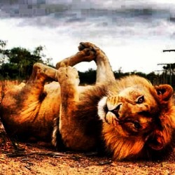 lebanesestud:  I’m so pretty the #lion is #king #dorikabalan