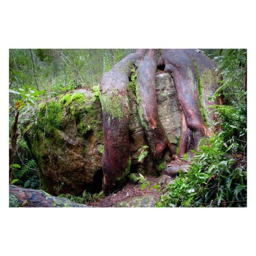 The octopus tree, Shoobridge Bend, Mount Wellington, Tasmania. #tasmania #discovertasmania #tasmania