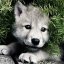 alexwolf1