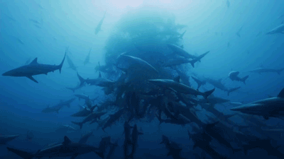 sharkweek: Why do sharks only get one week when they really rule the planet? #4KSharks Watch Shark P