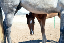 theeventingblog:  &ldquo;wut r u dewin?&rdquo;  Peek-a-boo!