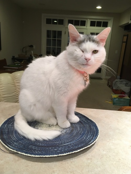 peepsbeeps:The recent addition of placemats has increased countertop loitering by 80%