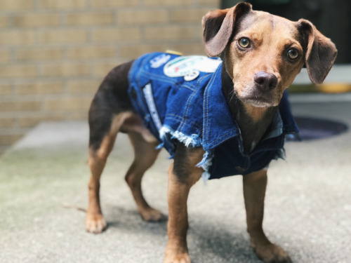 Trying to make Henry feel better so we got his patches on his new vest. Currently @lucyand.co has th