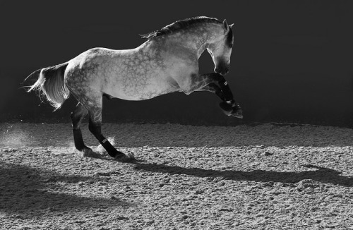 theequus: Playing by LisaMardell on Flickr.