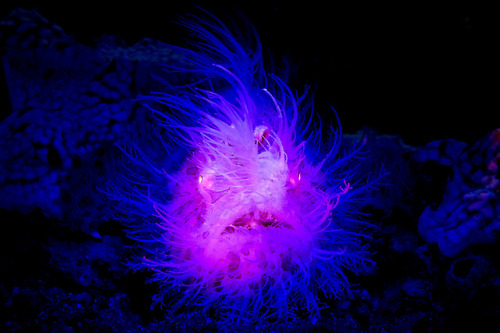 yahoonewsphotos:Amazing creatures of the deepAce Wu searches the deep to photograph stunning underwa