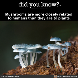 slbtumblng: did-you-kno: Mushrooms are more closely related  to humans than they are to plants.  Source Source 2 Source 3 Hmmm…  fuck the mush~ &lt; |D’‘‘