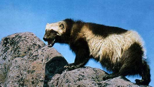 Wolverines may be listed as endangered     There are only about 300 wolverines in the lower 48 states, according to U.S. Fish and Wildlife Service estimates.