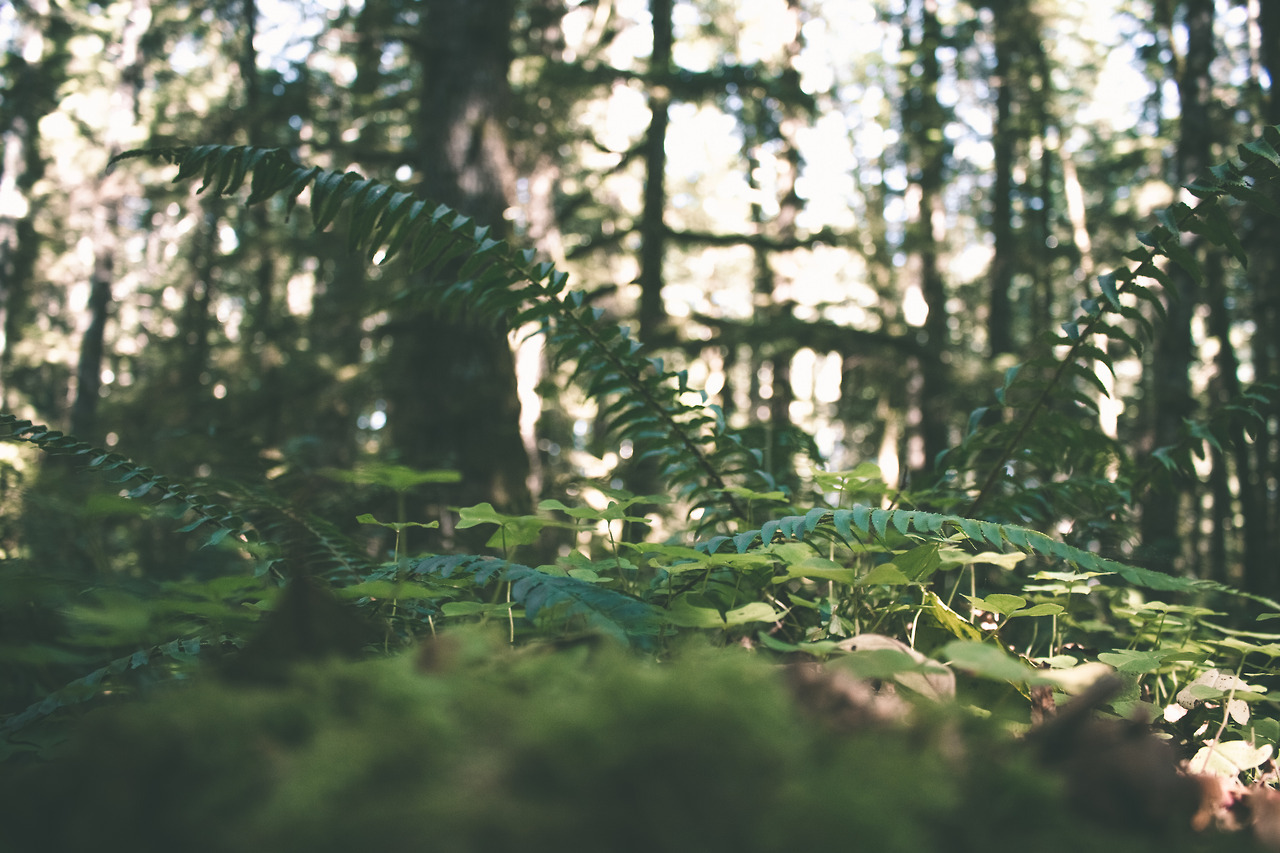 hannahkemp:Clatsop State Forest//Oregon September 2016