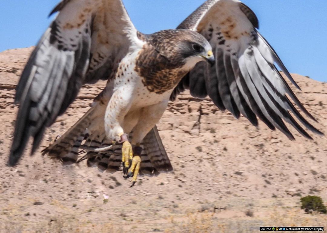 nonbinary-nature-lover-jeri:
“Past Photo Favorites - Swainson’s Hawk in flight at New Mexico Wildlife Center in Arroyo Secco, NM - From March of 2022
#PastPhotoFavorites #SwainsonsHawk #Hawk #NewMexicoWildlifeCenter #HawksOfInstagram #BirdsOfPrey...