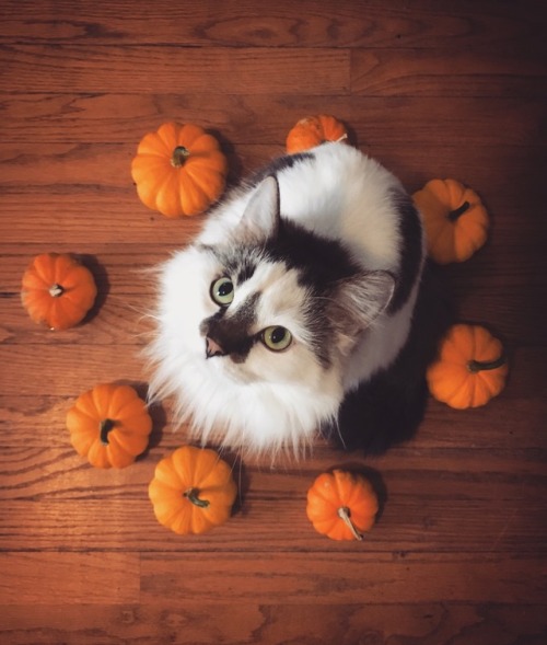 awitchhaunted: kitty and her pumpkin coven