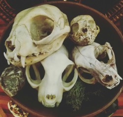 blackbackedjackal:  Cat skulls on my Bast altar. All are either natural deaths or roadkill I cleaned myself. 