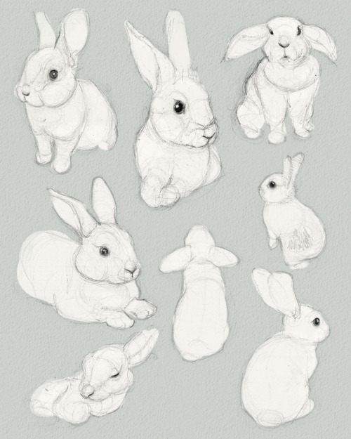Bunnies, bunnies, and more bunnies!! A selection of some sketch studies from the past week or so. Ma