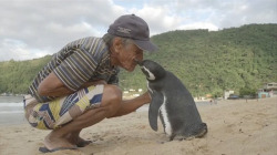 blazepress:  Penguin Swims 5,000 Miles Every Year to Be Reunited With the Man Who Saved His Life