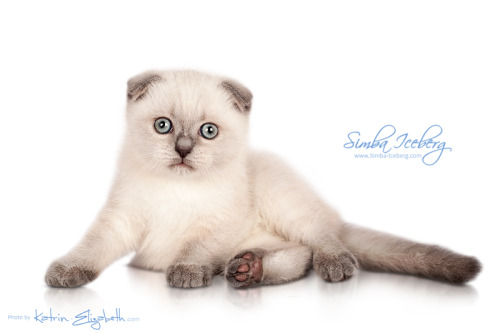 simba-iceberg: Simba Iceberg Flo -  blue point Scottish Fold kitten (female) :)More photos and 