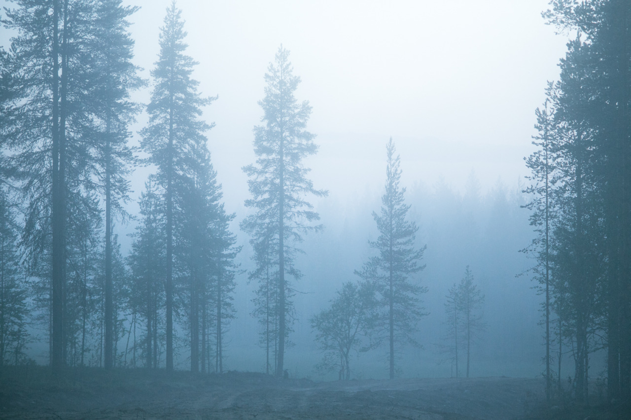 tiinatormanenphotography:  Foggy summer nights.  Southern Lapland, 2015. Today starting