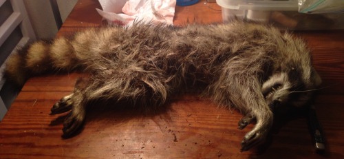 topaz4girll - Here’s the little raccoon skinned! As you can see...