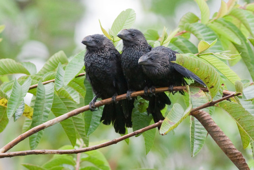 avoidingclaws-mostly: ainawgsd: The smooth-billed ani (Crotophaga ani) is a large near passerine bir