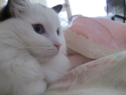 kokoropurrs:  *yawn* 