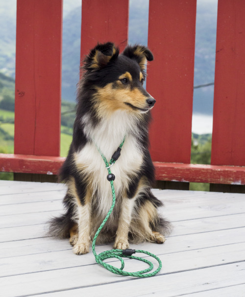 spartathesheltie:Trying out our brand new Paw of Sweden leash!murderprincessclarkegriffin