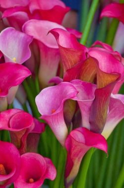 flowersgardenlove:  Pink Cannas Beautiful