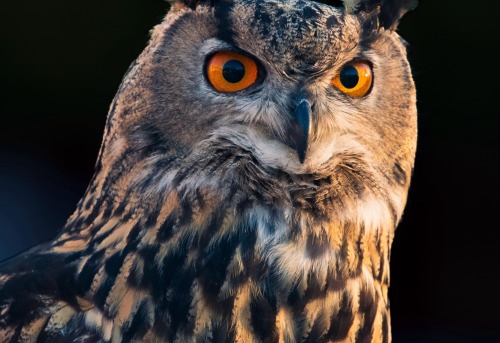 The Eurasian Eagle-Owl