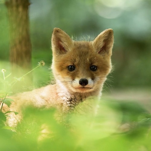 nunyabizni: everythingfox: Good day, sir Hello little one