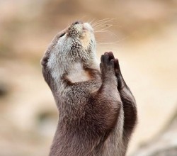 animal-factbook:  Here we have an Otter beginning to pray to Clamuel, the God of Shellfish. Otters are an avid follower of Clamuel, and are frequently seen doing the salmon (the otter’s version of “the worm”) in honor of him. Otters credit Clamuel