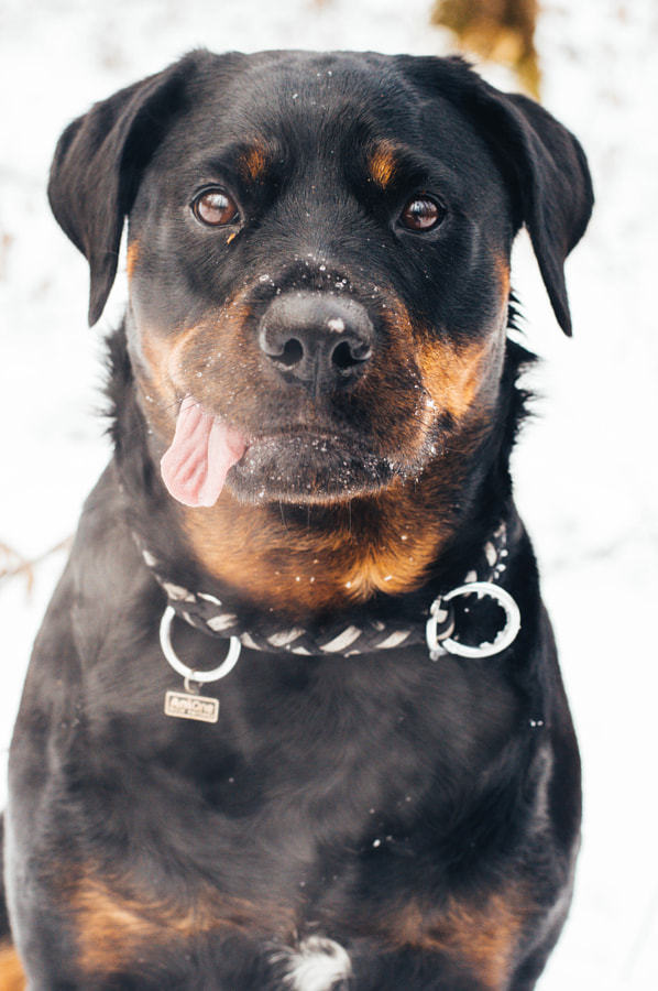 handsomedogs:  Razvan Negran | My precious, Lora. &lt;3
