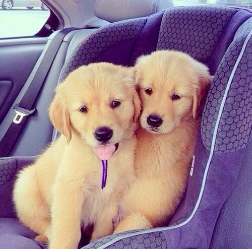thebabyanimals:  beautiful blog full of baby animals!